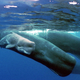 Illustration for article titled Beachcombing Couple Finds Rare, Wildly Valuable Chunk of Whale Waste